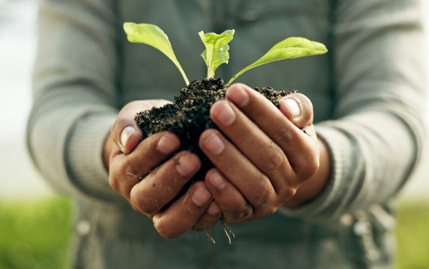 Person hands, plants and gardening soil in sustainability, eco friendly farming and vegetables in a